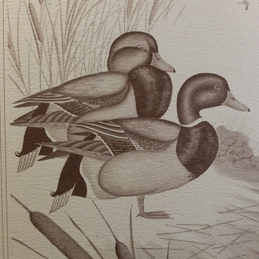 Vintage American Waterfowl Etching/Print Lynn Forehand 2 of 5 Cottagecore… - Picture 6 of 6
